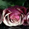 roses-1706448_1920